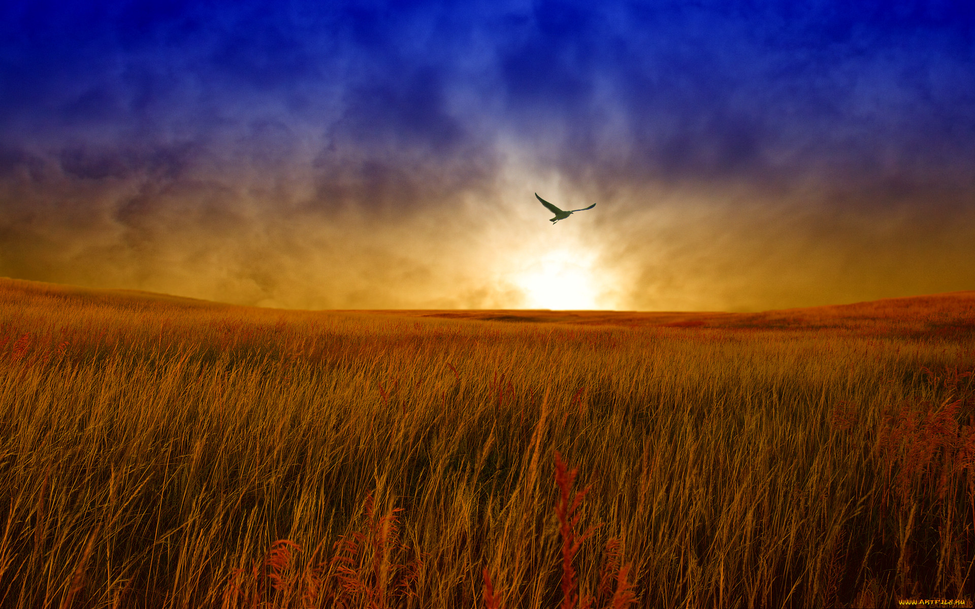 Утро солнце ветер небо. Птицы над полем. Рассвет в степи. Закат в степи. Закат в поле.